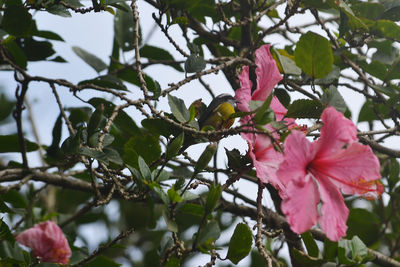 Close-up of pink flowers