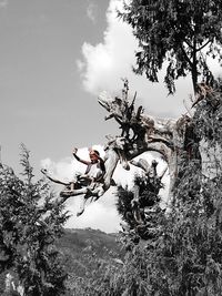 Low angle view of tree against sky