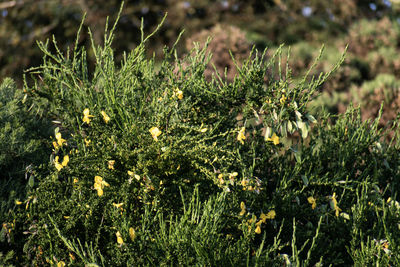 Close-up of flowering plants on field