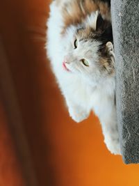 Close-up portrait of cat