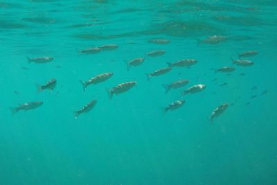 School of fish swimming in sea