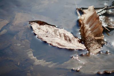 Brown leaves in a stream