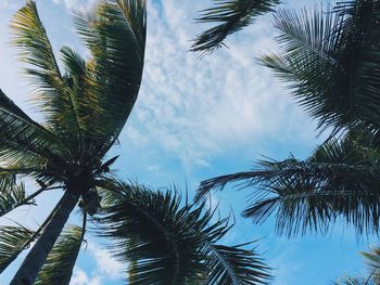 Low angle view of palm trees against sky