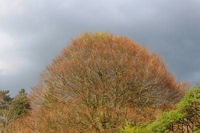 Low angle view of trees against cloudy sky