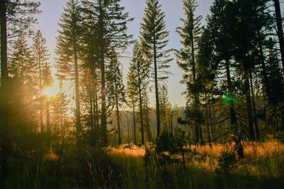 Pine trees in forest