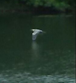 Bird flying over water