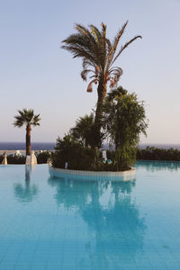 Palm trees in swimming pool