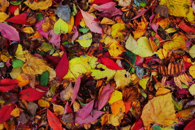 High angle view of maple leaves