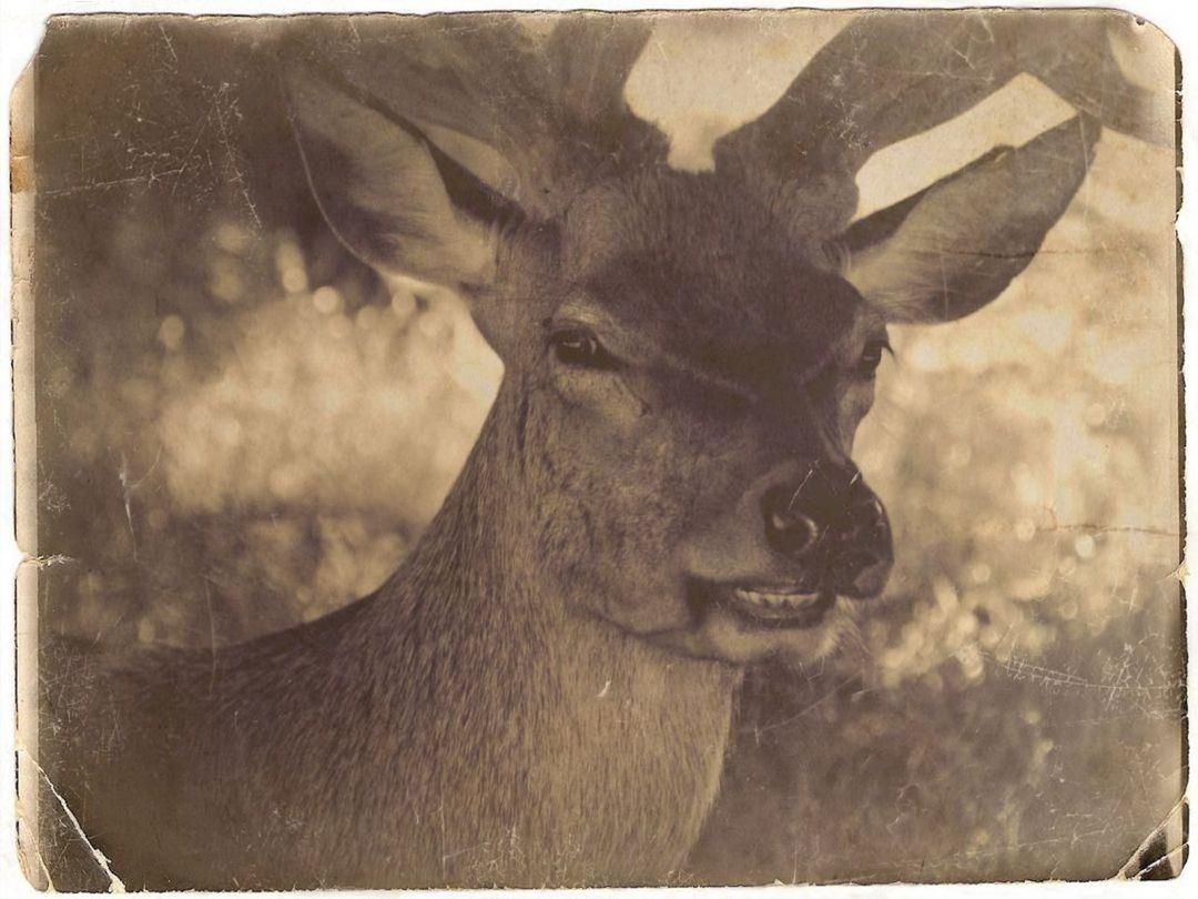 animal themes, one animal, no people, animals in the wild, mammal, day, portrait, outdoors, looking at camera, nature, close-up