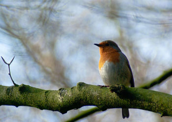 Low angle view of robin perching on branch