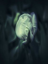 Close-up of flower blooming outdoors