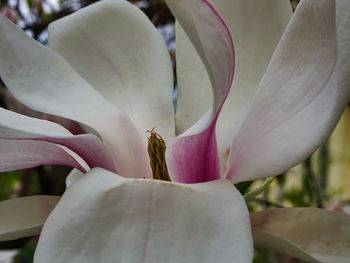 Close-up of white lily