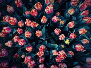 Full frame shot of red flowers