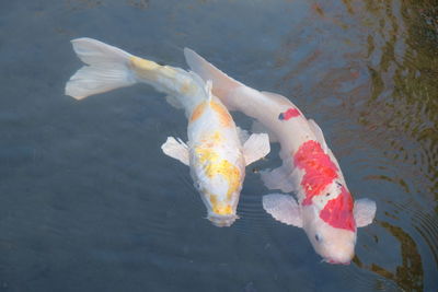 High angle view of koi carps swimming in lake