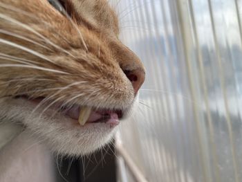 Close-up of cat looking away