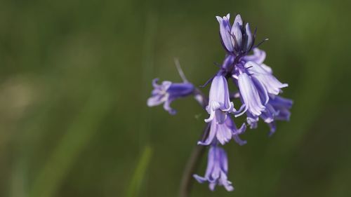 Close-up of purple flowering plant