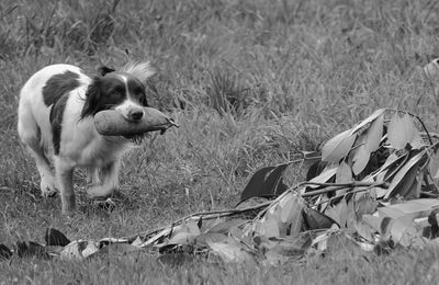 Close-up of dog on field