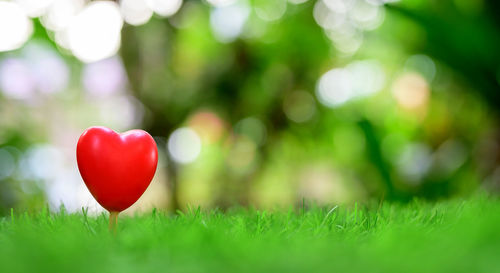 Close-up of red heart shape on field