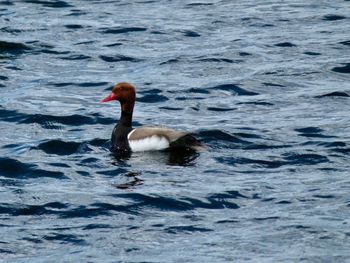 View of duck swimming in lake