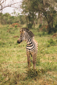 animal