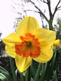 Close-up of yellow flower blooming outdoors