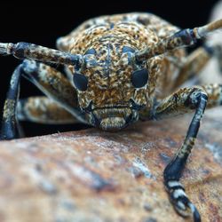 Close-up of insect