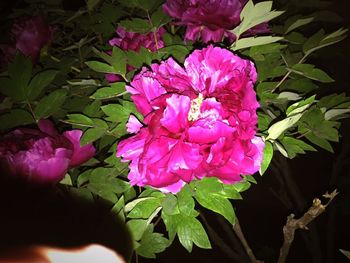 Close-up of pink flowers