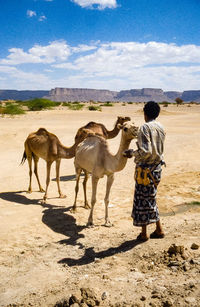 Rear view of horse standing on desert