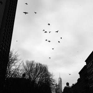bird