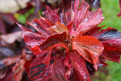 plant