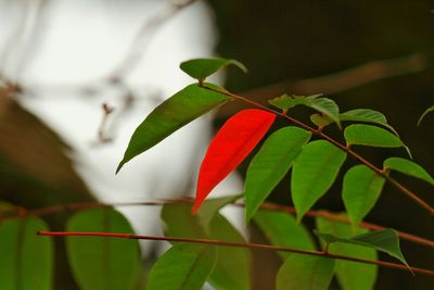 Close-up of plant