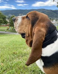 Close-up of a dog on field