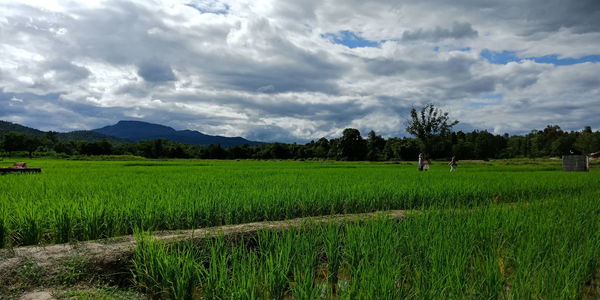 Scenic view of agricultural field against sky