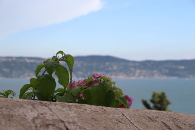 Close-up of succulent plant by sea against sky