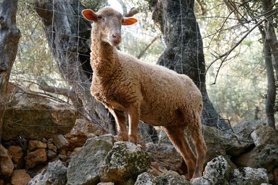 He-goat standing on rock