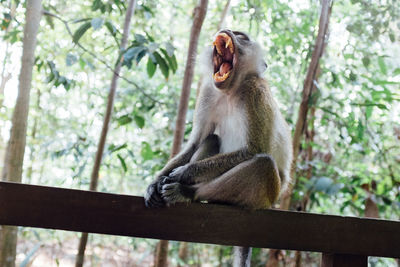 Monkey on tree