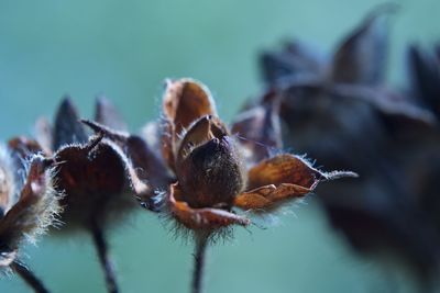 Close-up of insect on flower