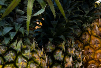 Full frame shot of plants