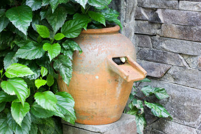 Close-up of potted plant against wall