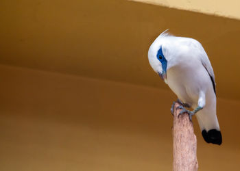 Close-up of bird