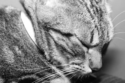 Close-up of animal eye