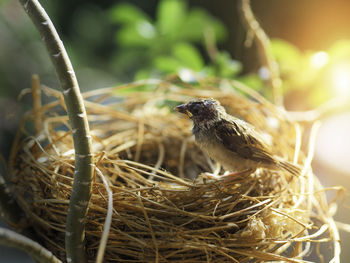 Close-up of bird in nest