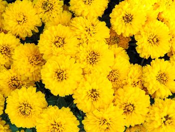 Full frame shot of yellow chrysanthemum