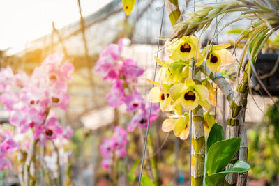 Close-up of yellow flowering plant