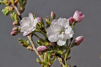 Close-up of pink flowers