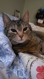 Close-up of cat relaxing on bed at home