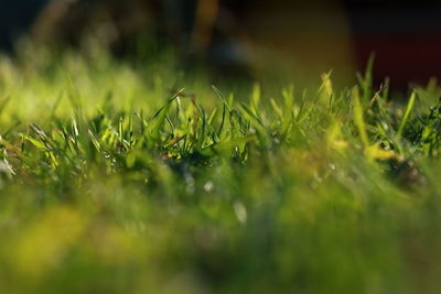 Close-up of grass growing on field