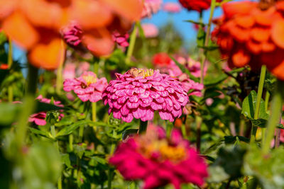 Close-up of pink flowering plants