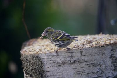 Close-up of bird perching on tree trunk