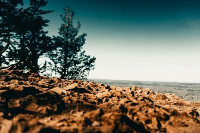 Surface level of rocks on shore against clear sky